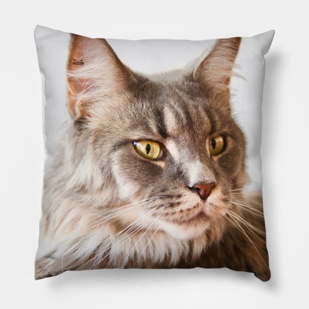 Maine Coon / Swiss Artwork Photography Pillow by RaphaelWolf