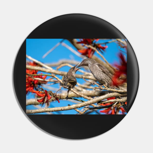 Little Wattle Birds: Feeding Time Pin by AndrewGoodall