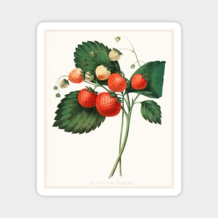The Boston Pine Strawberry (1852) Magnet