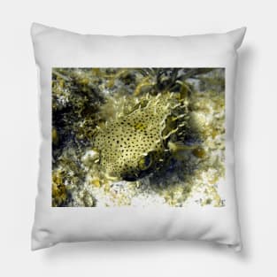 Bridled Golden Burrfish Pillow