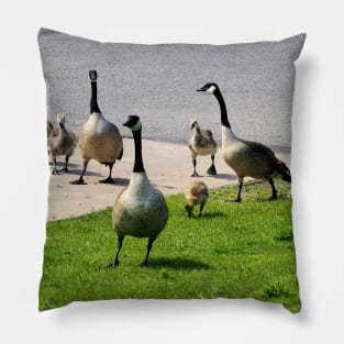 Multiple Young Canada Goose Goslings Pillow