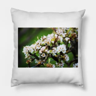 White Apple blossom Pillow