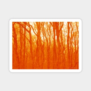 VELVET WOOD: Orange Magnet