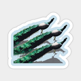 Peacocks on the run Magnet