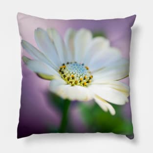 African Daisy Pillow