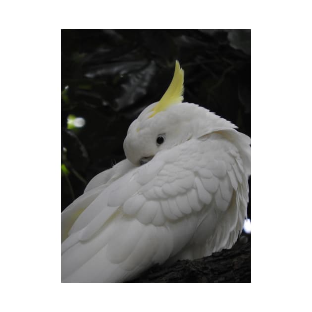 Sulphur Crested Cockatoo by kirstybush