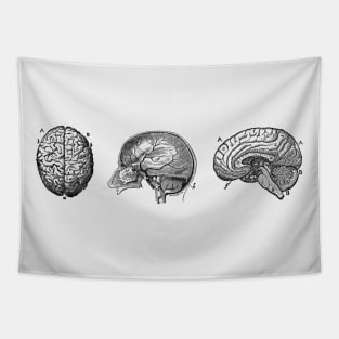 Brain Diagram - Three Views - Vintage Anatomy Tapestry