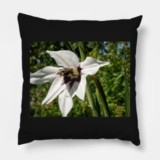 Peacock Orchid Pillow