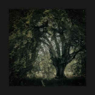 'Veneration', a notable beech tree, Highland Perthshire. T-Shirt