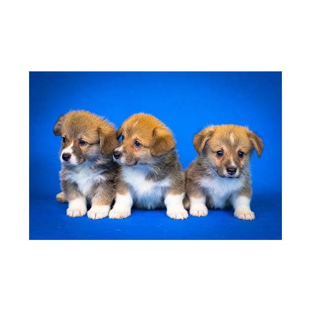 Puppies by kawaii_shop