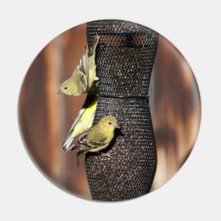 Closeup of Gold Finches on Bird Feeder Pin