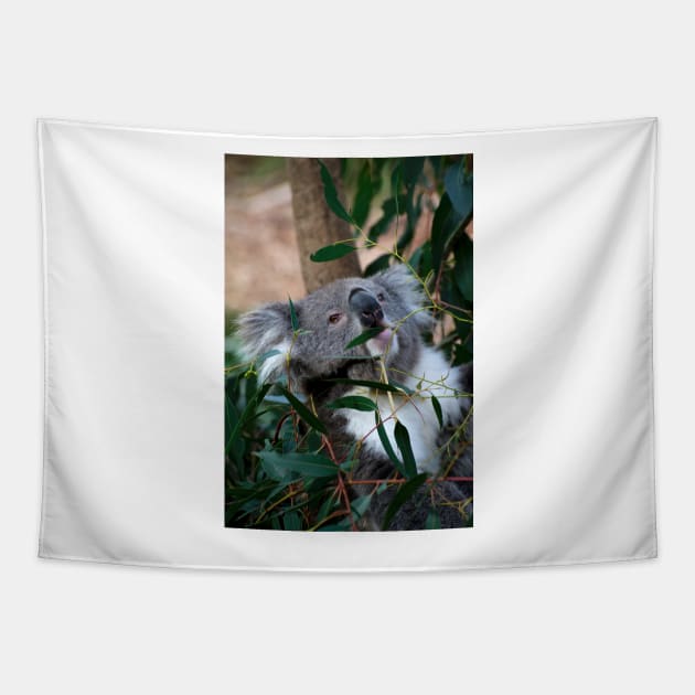 Feeding Time For Koalas Tapestry by GP1746