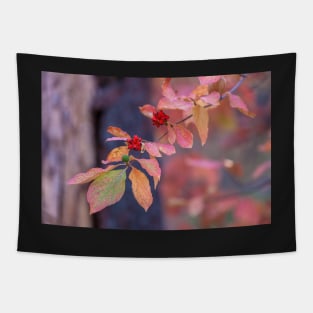 Dogwoods in Autumn Tapestry