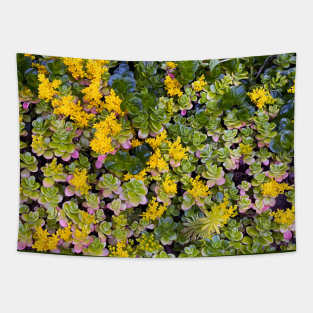 Stonecrops in Spring Tapestry