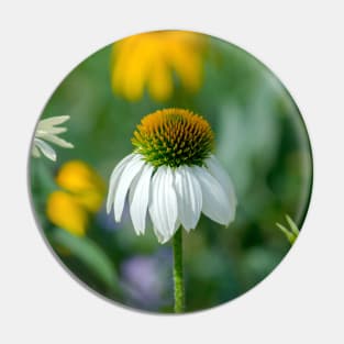 White coneflowers in a garden Pin