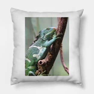 Fijian Crested Iguana Pillow