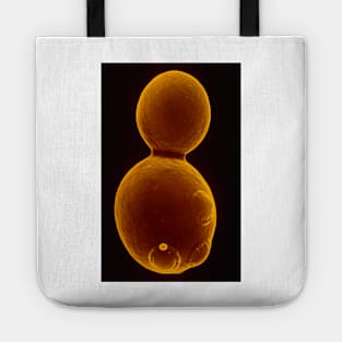 SEM of budding yeast (B250/0175) Tote