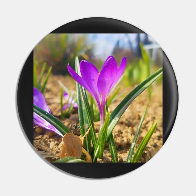 Purple Crocus Close Up Pin by DesignMore21