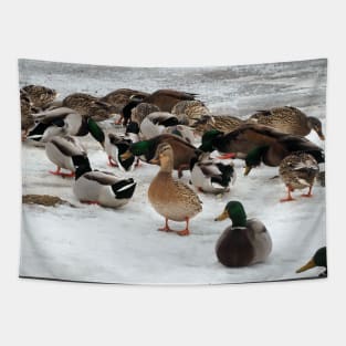 Winter Mallard Duck Flock On The Snow Tapestry