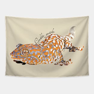 Tokay gecko with scientific name Tapestry