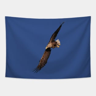 White tailed Eagle Tapestry