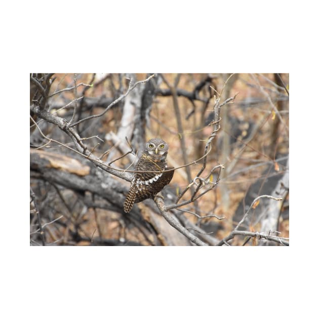 African Barred Owlet by Steves-Pics