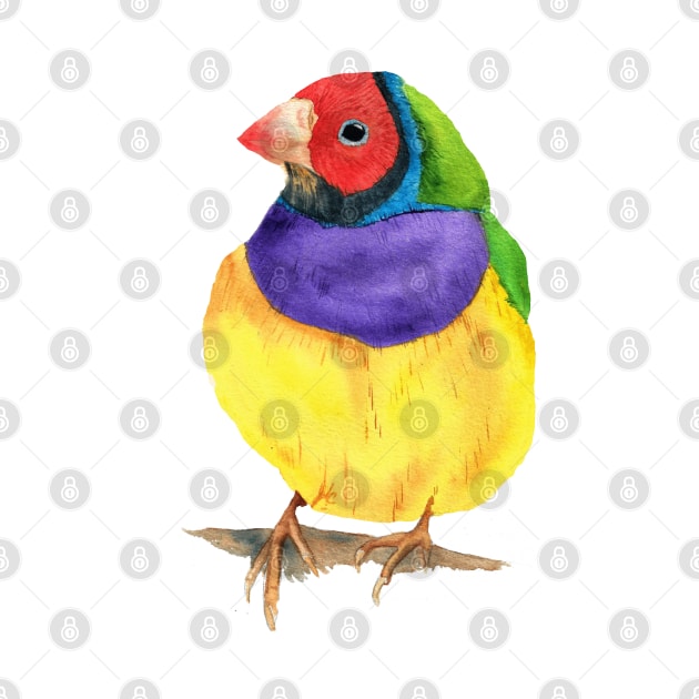 Gouldian finch watercolor by Oranjade0122