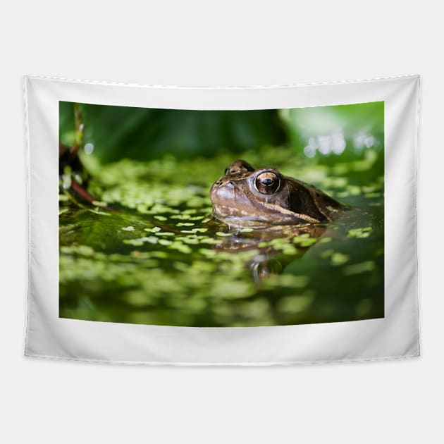 Common Frog in Pond Tapestry by CreativeNatureM