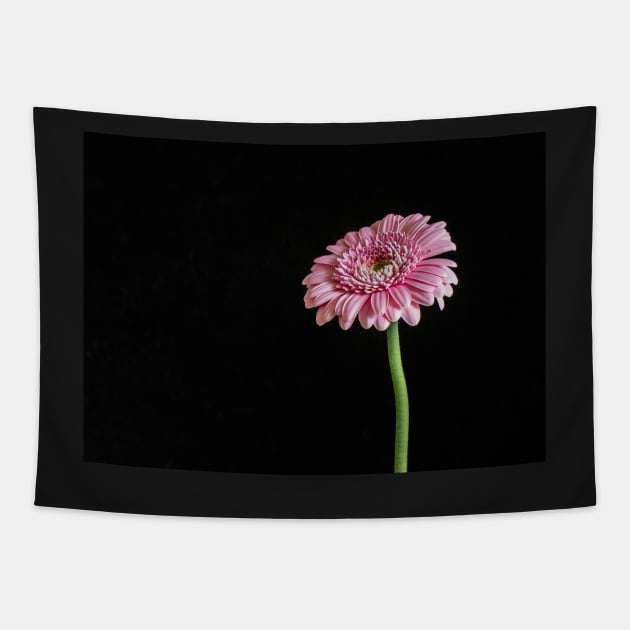 Pink Gerbera with Black Background Tapestry by TonyNorth