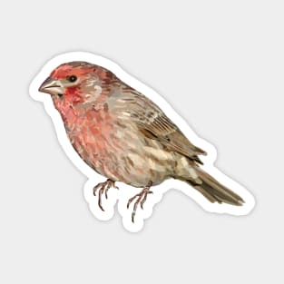 House Finch Song Bird Colorful Illustration Magnet