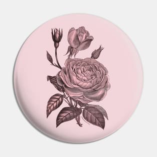 Pink Rose Flower Vintage Illustration Pin