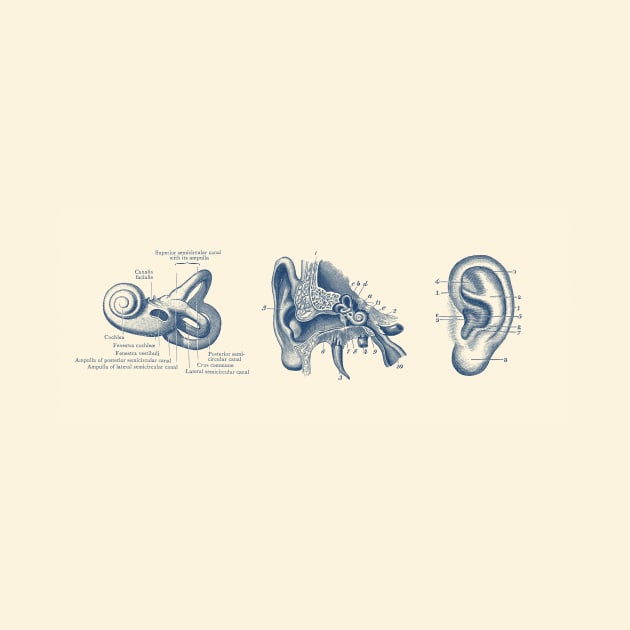 Human Ear Anatomy Diagram by Vintage Anatomy Prints