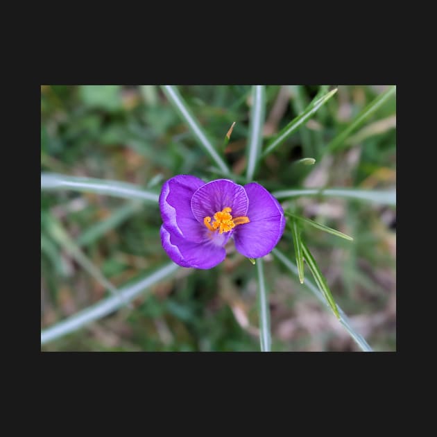 Purple and Orange Flower 1 by AustaArt