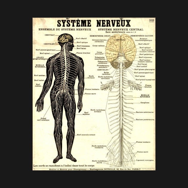 Vintage Poster of the Nervous System by CorrieMick