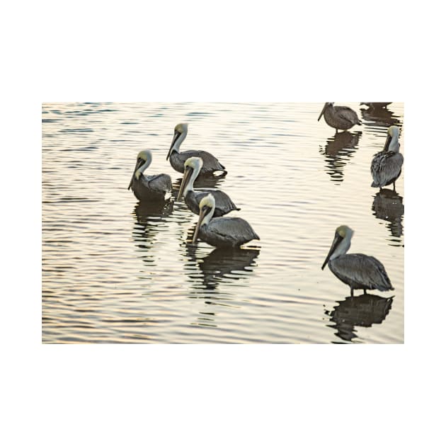 Group of Brown Pelicans by KensLensDesigns
