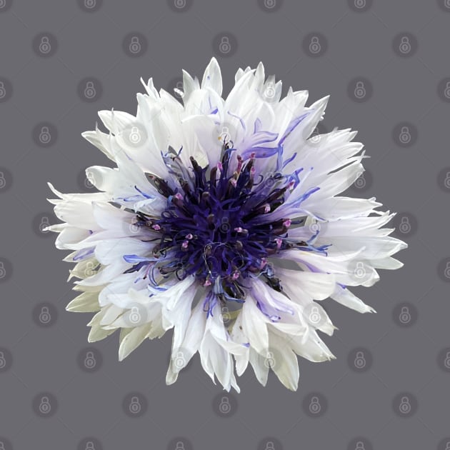 Cottage Core White Cornflower by badlydrawnbabe