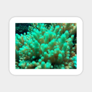 soft coral in the reef Magnet