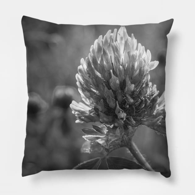 Petals in Sunlight Capture Red Clover's Elegance V4 Pillow by Family journey with God