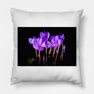 Cyclamen hederifolium flowering Pillow