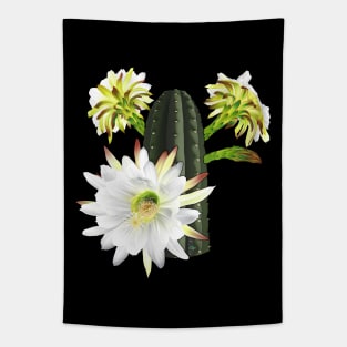 Trichocereus Pachanoi Flowering Tapestry