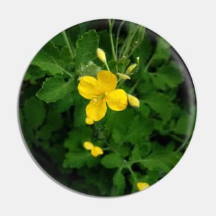 Greater celandine flower Pin