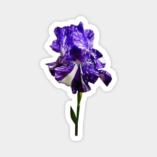 Purple and White Striped Iris Magnet