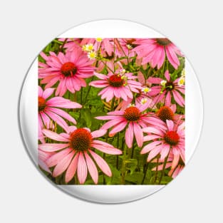 Echinacea Patch flower photography Pin