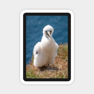 Masked Booby (A.K.A. Masked Gannet) Chick, Norfolk Island Magnet