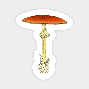 Amanita jacksoni Magnet