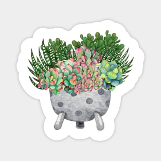 Succulent Plants In a Cute Pot Magnet