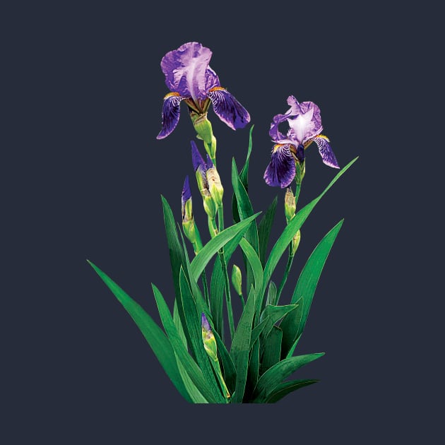 Two Purple Irises by SusanSavad