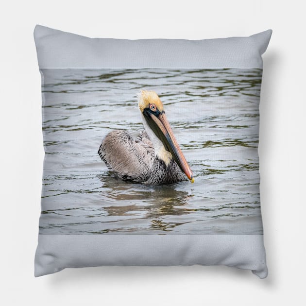 Brown Pelican Floating Along Pillow by Debra Martz