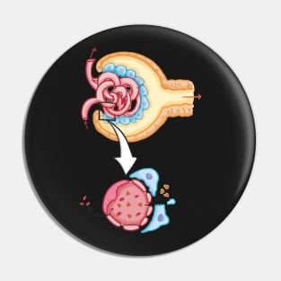 Bowman's capsule Nephron Kidney Glomerulus Pin