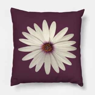 Happy Flower White African Daisy Isolated Pillow